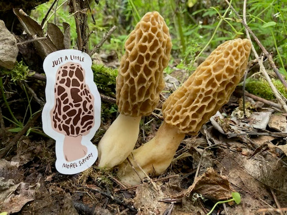 Morel Season